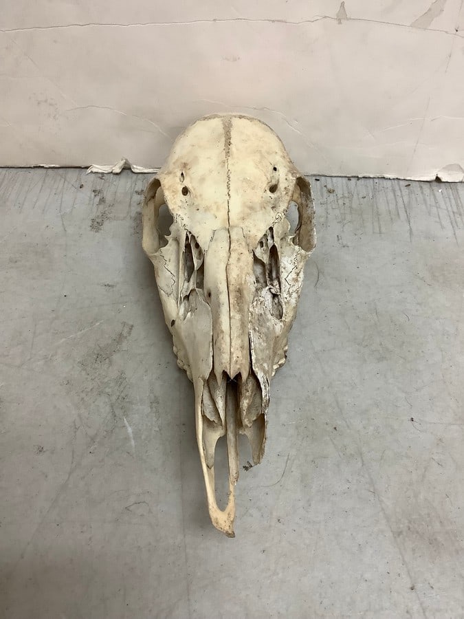 Animal Skull (4inx11inx4.5in): Animal Skull (4inx11inx4.5in)
