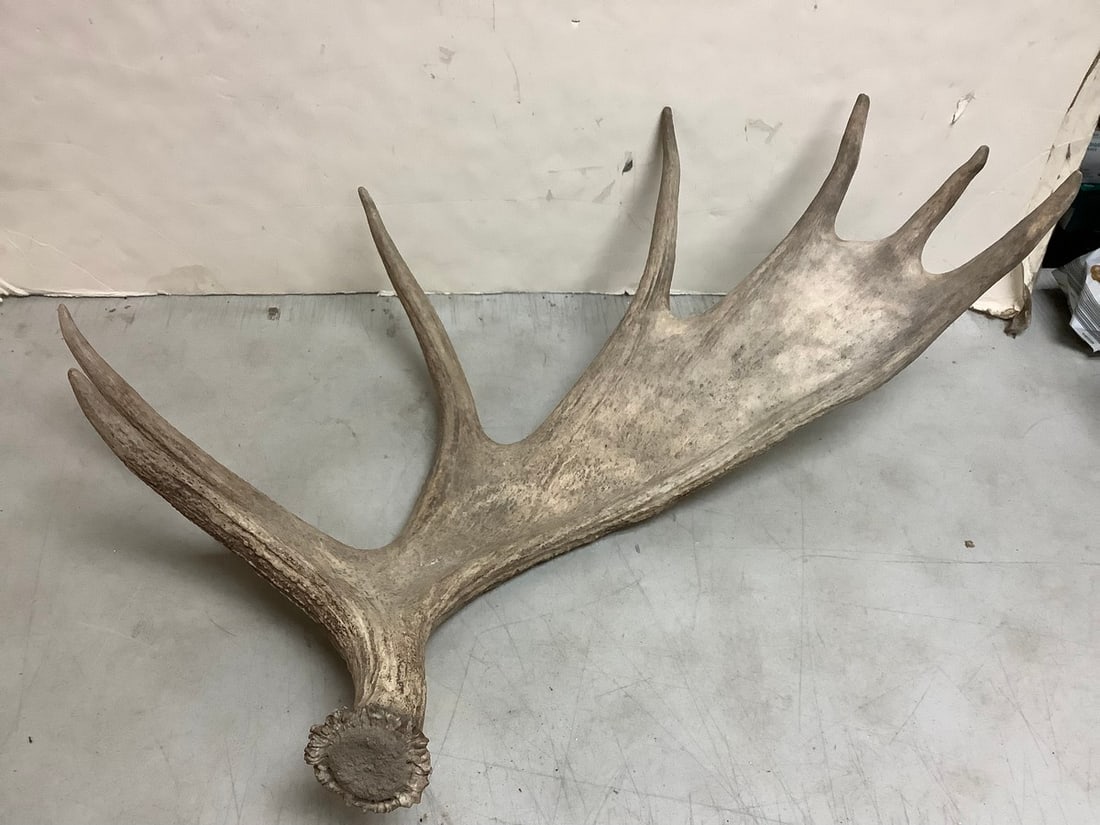 Deer Antler (7 point) (1 of 1)