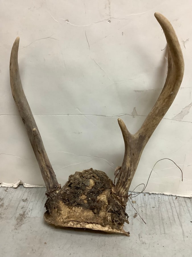 Deer Antlers (5 point) (1 of 1)
