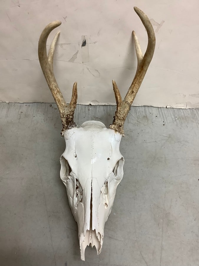 Deer Antlers (6 point) (1 of 1)