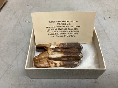 Vintage American Bison tooth(1000-1400A.D.)