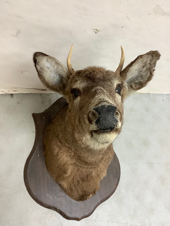 2 Point Deer Head (1 of 1)