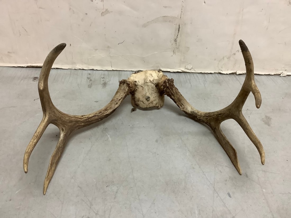 Deer antlers(12in.across): Deer antlers(12in.across)