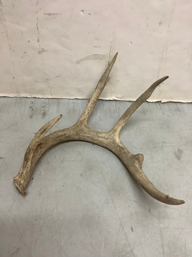 Deer antler(13.5in.across): Deer antler(13.5in.across)