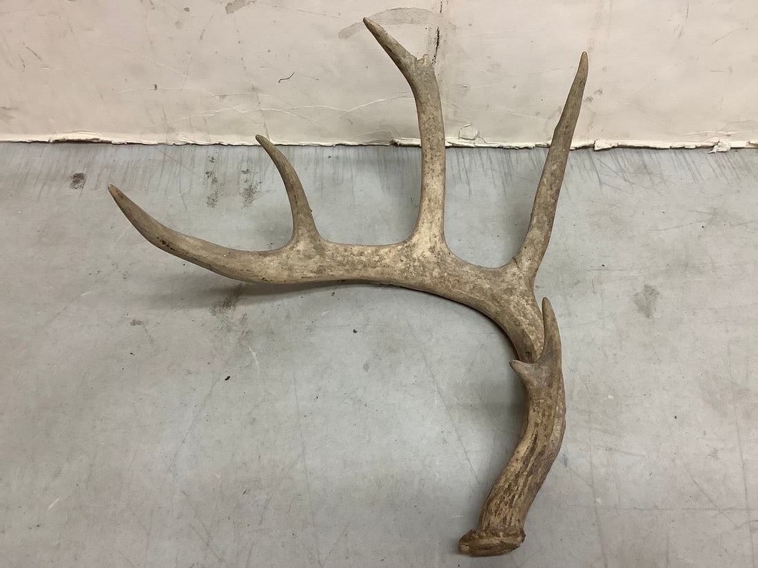 Deer antler(13in.across): Deer antler(13in.across)