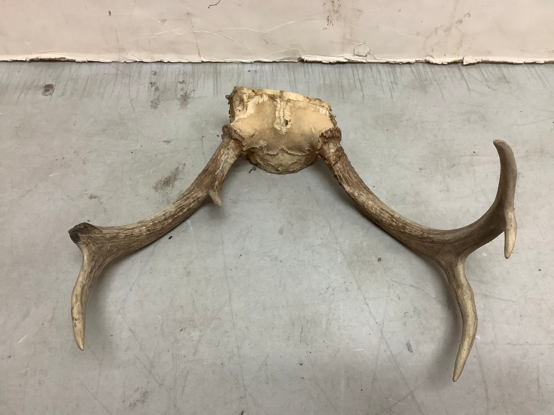 Deer antlers(12in.across): Deer antlers(12in.across)