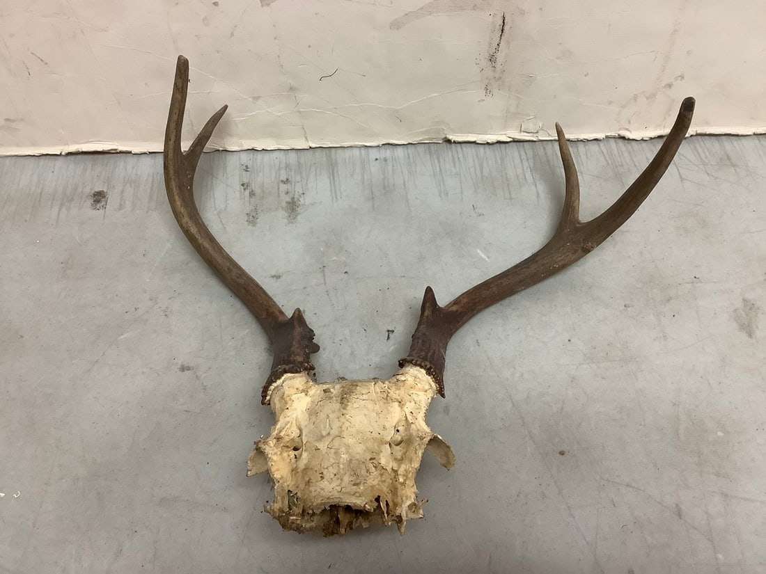 Deer antlers(13in.across): Deer antlers(13in.across)