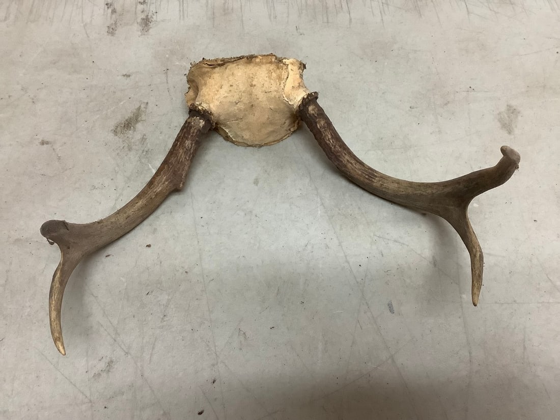 Deer antlers(11in.across): Deer antlers(11in.across)