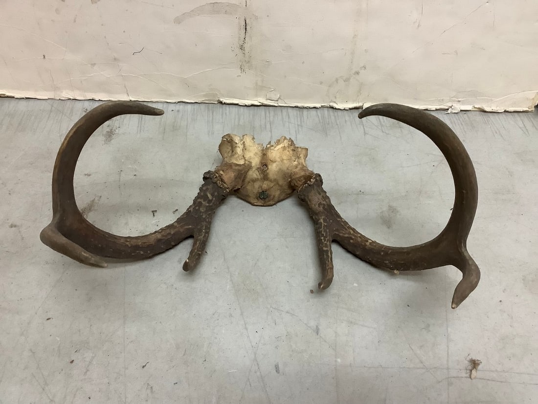 Deer antlers(13.5in.across): Deer antlers(13.5in.across)