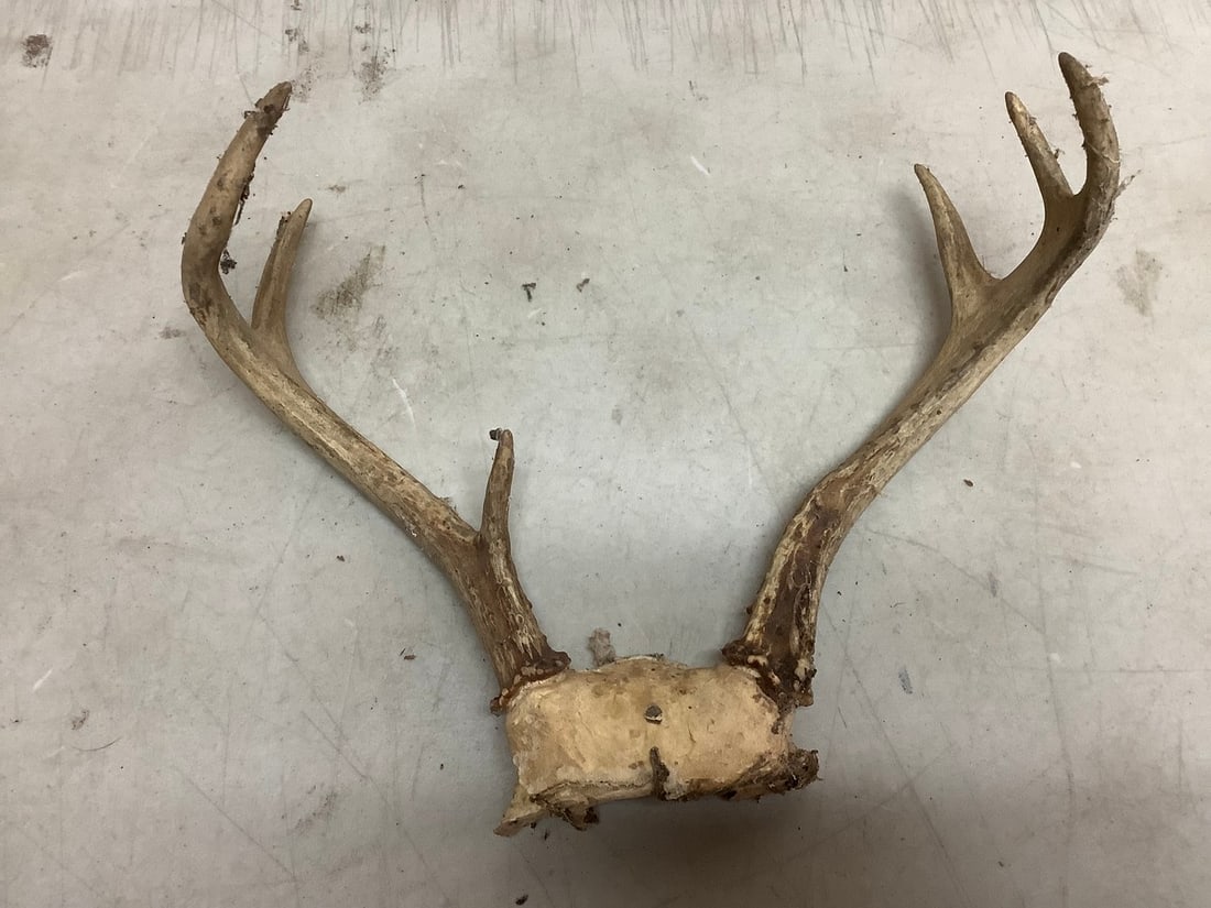 Deer antlers(12in.across): Deer antlers(12in.across)