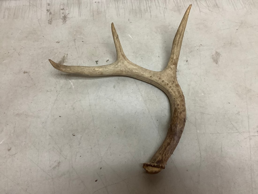 Deer antler(10in.across): Deer antler(10in.across)