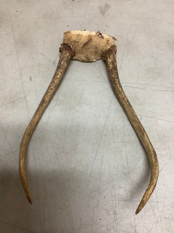 Deer antlers(10.5in.across): Deer antlers(10.5in.across)