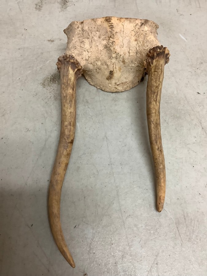 Deer antlers(8.5in.across): Deer antlers(8.5in.across)
