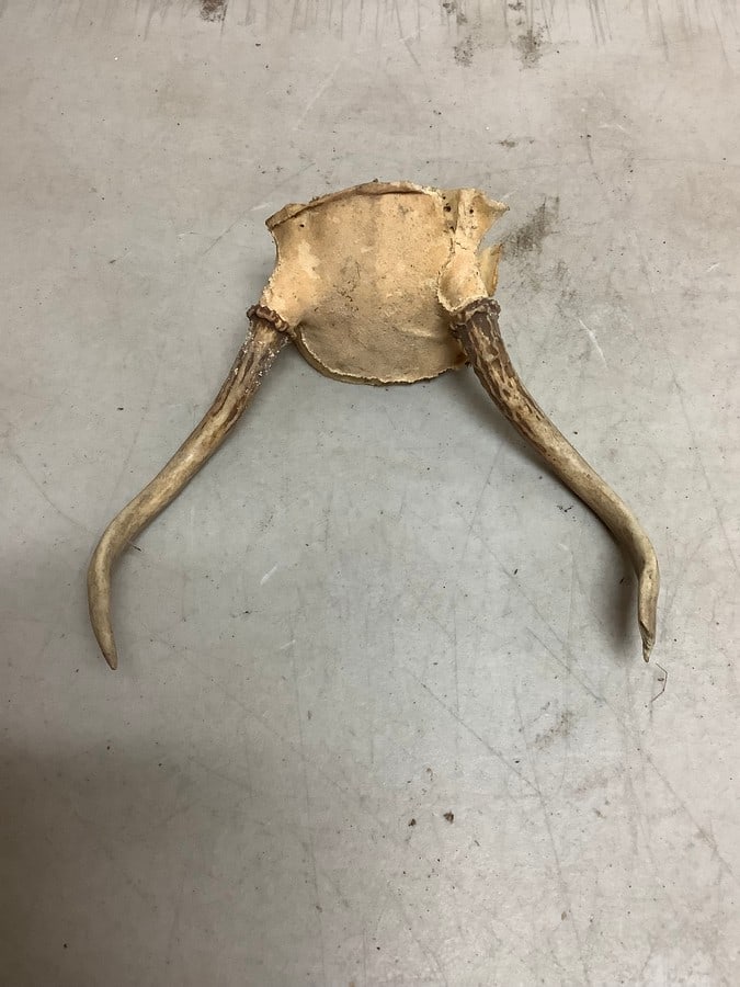 Deer antlers(7in.across): Deer antlers(7in.across)