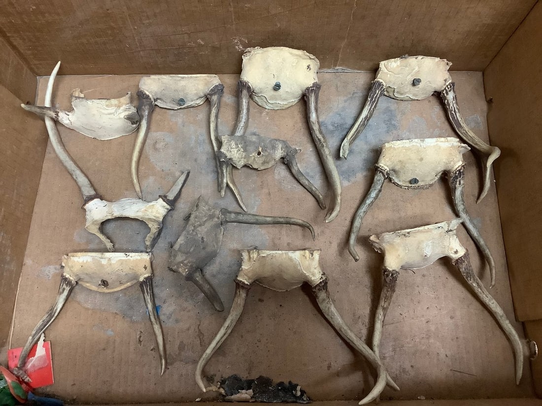 Various deer antlers: Various deer antlers