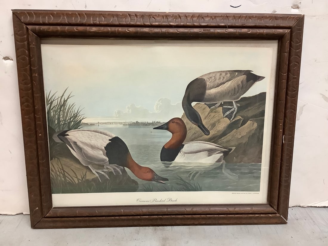 Framed 'Canvas Backed Duck' Art Print (15inx19in): Framed 'Canvas Backed Duck' Art Print (15inx19in)