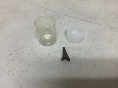 Prehistoric Tooth