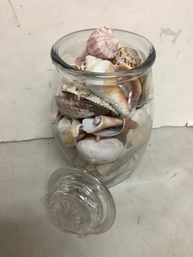 Glass Jar with Various Shells (10.5in Tall) (1 of 1)