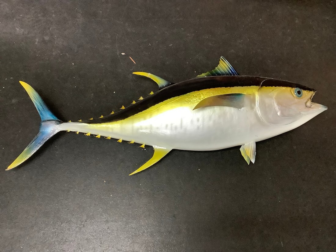 Early 1977 Taxidermy Yellowfin Tuna Fish Wall Hanging (48in Long) (1 of 1)