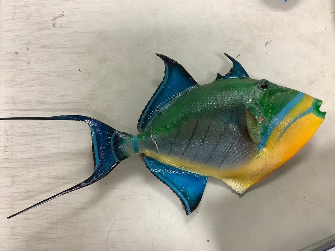 Early Taxidermy Queen Triggerfish Wall Hanging (21in Long) (1 of 1)