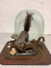 Squirrel taxidermy with dome display(13.5in.tall)