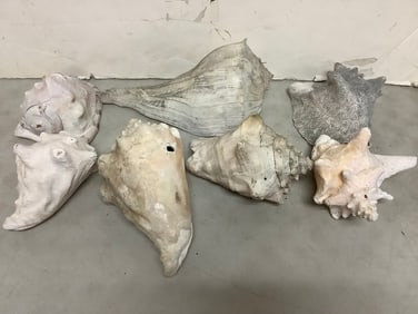 Various Large Shell Decor