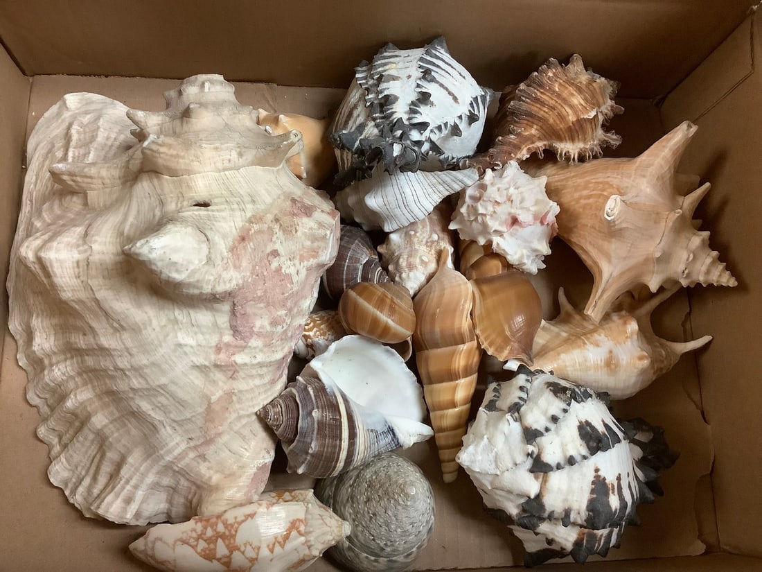 Various Shells (1 of 1)