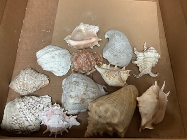 Various shells