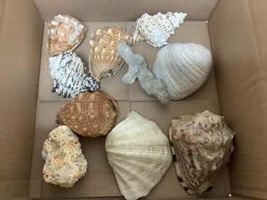 Various shells