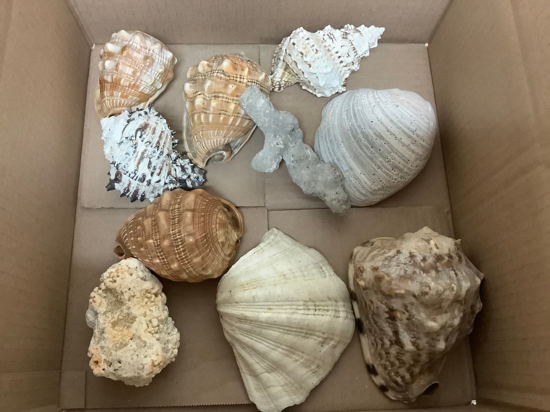 Various shells (1 of 1)