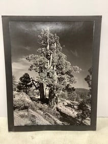 1980 Sierra Juniper photographic print by Ralph Krubner(16in.x20in.)