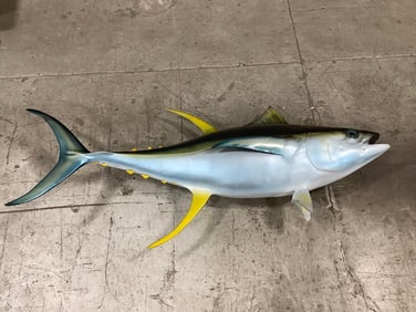 1973 Taxidermy fish decor(52in.x24in.)