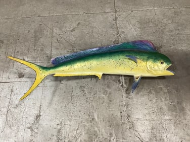 1960 Mahi Mahi taxidermy fish decor (46in.x18in.)