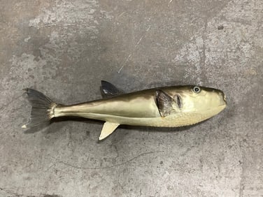 1953 Oceanic puffer taxidermy fish decor(19in.x6in.)