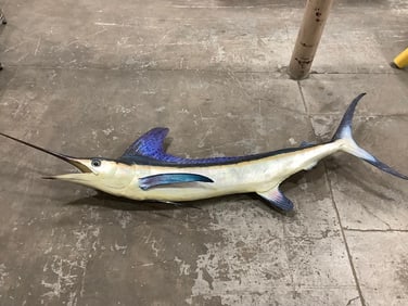 1959 Blue Marlin taxidermy fish decor(82in.x25in.)