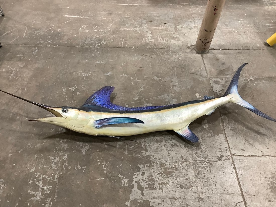 1959 Blue Marlin taxidermy fish decor(82in.x25in.) (1 of 1)