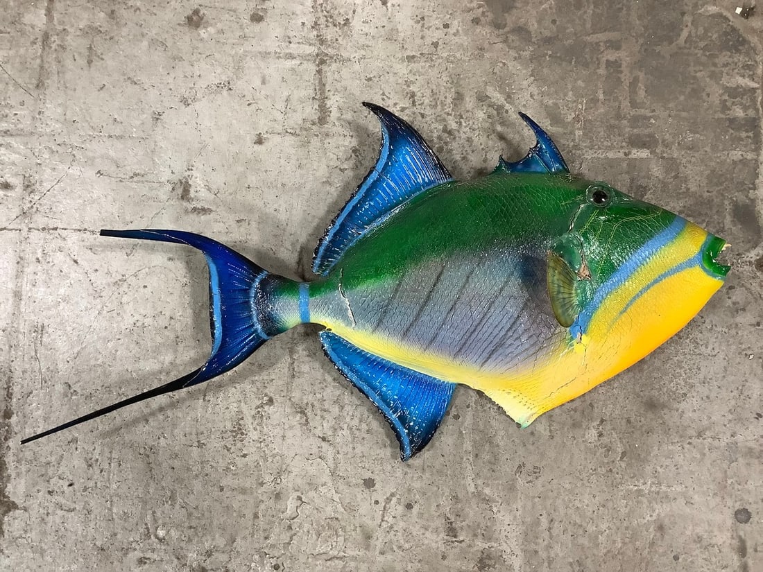 Tiggerfish taxidermy fish decor(21in.x12in.-year not listed): Tiggerfish taxidermy fish decor(21in.x12in.-year not listed)