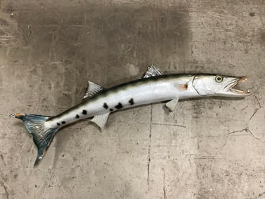 Early 60's Great Barracuda taxidermy fish decor (35in.x10in.)
