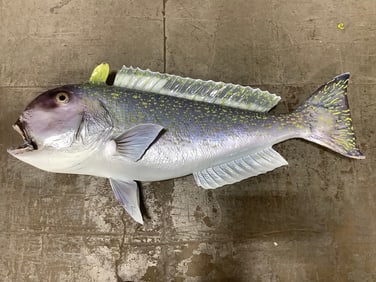 1978 Taxidermy Tilefish decor(40in.x20in.)