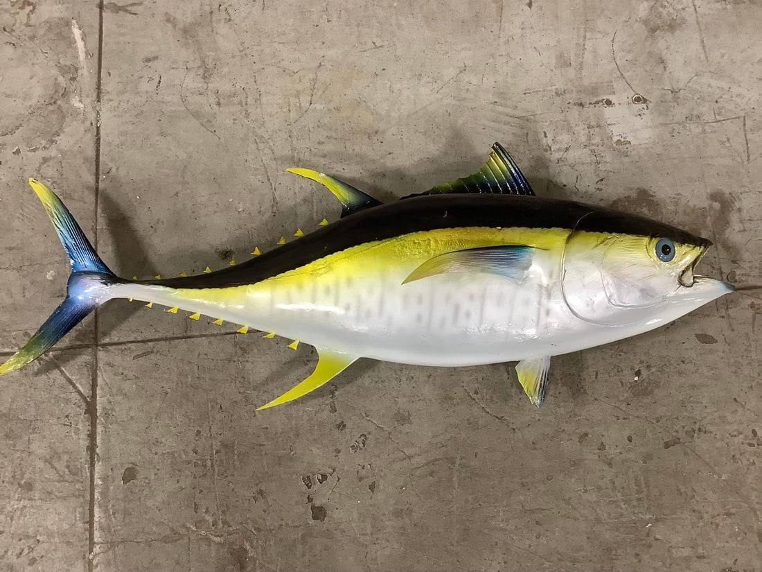 Taxidermy Yellowfin tuna fish decor(40in.x18in.): Taxidermy Yellowfin tuna fish decor(40in.x18in.)