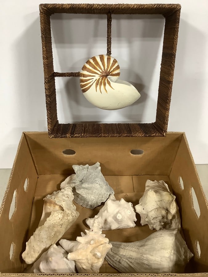 Various Shells, and Shell Decor (13inx13in) (1 of 1)