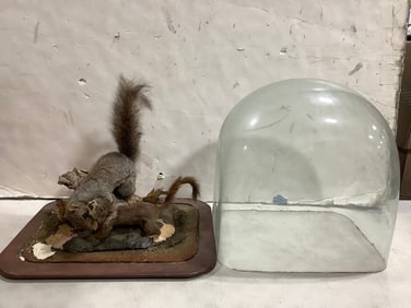 Squirrels taxidermy with dome cover