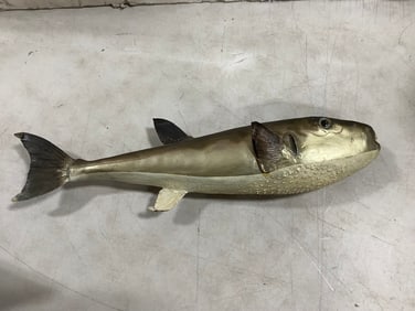 1953 Pufferfish Taxidermy decor(19.5in.long)