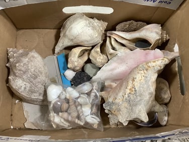 Rocks and shells