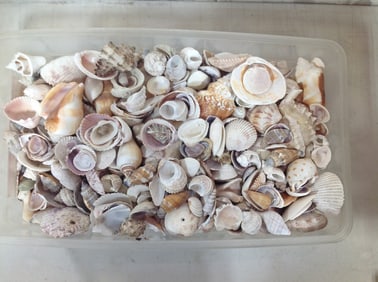 Various Shells