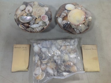 Decorative shells and more