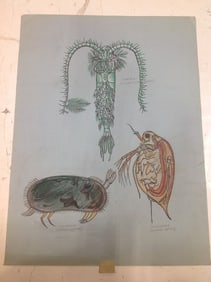 Copepod, Ostracod, Clodocera artwork(18inx24in)