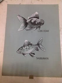 Lionhead/Shubunkin artwork(18inx24in)