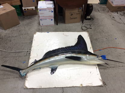 Taxidermy Blue Marlin Fish *damaged* (74in Long): Taxidermy Blue Marlin Fish *damaged* (74in Long)