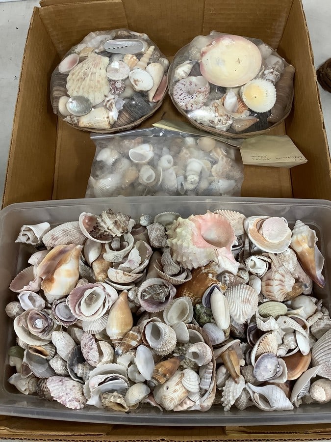 Large lot of decorative shells: Large lot of decorative shells